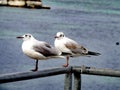 Seagulls at Bain des Paquis, Geneva. Royalty Free Stock Photo
