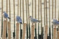 Seagulls on bamboo in the sea Royalty Free Stock Photo