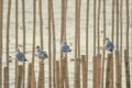 Seagulls on bamboo in the sea Royalty Free Stock Photo