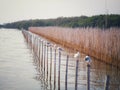 Seagulls on a bamboo wall made of sea walls at Ao Bang Po Royalty Free Stock Photo