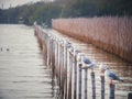 Seagulls on a bamboo wall made of sea walls at Ao Bang Po Royalty Free Stock Photo