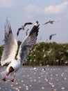 Seagulls in bangpoo Thailand Royalty Free Stock Photo