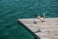 Seagulls in Barcelona Royalty Free Stock Photo