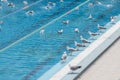 seagulls bathe in a sports swimming pool close-up Royalty Free Stock Photo