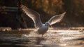 Seagulls are bathing in the river