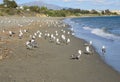 Seagulls in the beach Royalty Free Stock Photo