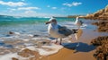 Seagulls on the beach