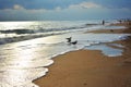 Seagulls on the beach