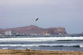 seagulls on the beach Arica Chile Royalty Free Stock Photo