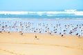 Seagulls at the beach at the atlantic ocean