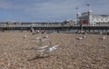 Seagulls on the beach and the Brighton pier. Royalty Free Stock Photo