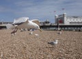 Seagulls on the beach - the Brighton Pier. Royalty Free Stock Photo