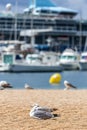 Seagulls on the beach, fisher boats and cruise ship Royalty Free Stock Photo