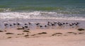 Seagulls On The Beach Of The Gulf Of Mexico