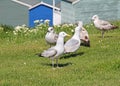 Seagulls and beach huts Royalty Free Stock Photo