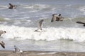 Seagulls on the beach in Japan during a Typhoon Storm