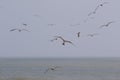 Seagulls on the beach in Japan during a Typhoon Storm