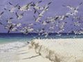 Seagulls beach los roques venezuela