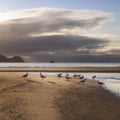 seagulls on the beach in morning light in Australia Royalty Free Stock Photo