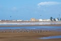 Seagulls on the beach near the port of Essaouira, Morocco