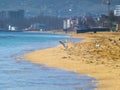 Seagulls on the beach near seaside Royalty Free Stock Photo