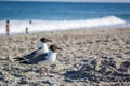 Seagulls on the beach Royalty Free Stock Photo