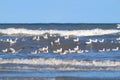 Oyster catcher between rocks