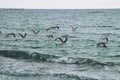 Seagulls flying over the sea waves. Royalty Free Stock Photo