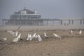 Seagulls on the beach with the pier, jetty in Blankenberge, Belgium