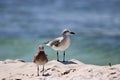 Seagulls on the beach