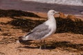 Seagulls at the beach. Seagull on the sand Royalty Free Stock Photo