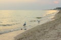 Seagulls on the beach