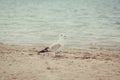 Seagulls on beach on summer day