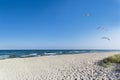 Seagulls on the beach