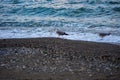 seagulls on the beach