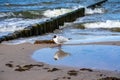 seagulls on the beach usedom Royalty Free Stock Photo