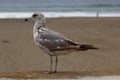 Seagulls on The beach Royalty Free Stock Photo