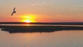 Seagulls bird fly above the river at sunset time. Birds fly at sunset. Sunset on the river, aerial Royalty Free Stock Photo