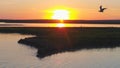 Seagulls bird fly above the river at sunset time. Birds fly at sunset. Sunset on the river, aerial Royalty Free Stock Photo