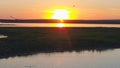 Seagulls bird fly above the river at sunset time. Birds fly at sunset. Sunset on the river, aerial Royalty Free Stock Photo