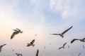 Seagulls bird flying over the sea with beautiful sunset on evening twilight Royalty Free Stock Photo