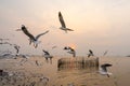 Seagulls bird flying over the sea with beautiful sunset on evening twilight at Bang Pu Recreation Centre Royalty Free Stock Photo