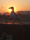 Seagulls bird sunset beach orange