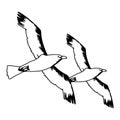 Seagulls Birds Flying Cartoon In Black And White