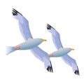 Seagulls Birds Flying Cartoon