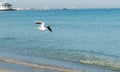 Seagulls Birds Flying Over The Ocean.