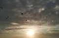 Seagulls / Birds Flying In Silhouette Against Dark Moody Sky At Sunset