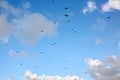 Seagulls and birds hovering in the sky against a background of white and colorful clouds and a coastline.