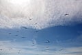 Seagulls and birds hovering in the sky against a background of white and colorful clouds and a coastline.