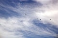 Seagulls and birds hovering in the sky against a background of white and colorful clouds and a coastline. Royalty Free Stock Photo